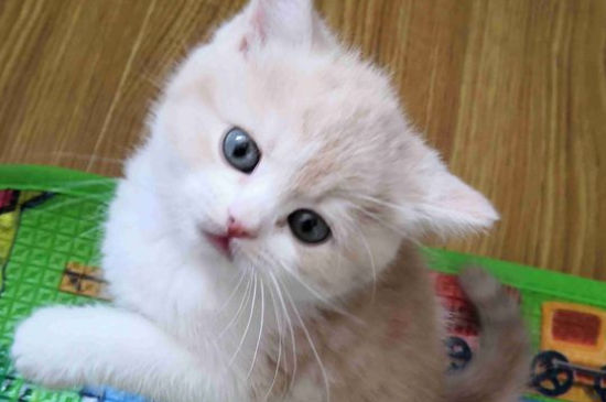 猫的肚脐眼在哪里