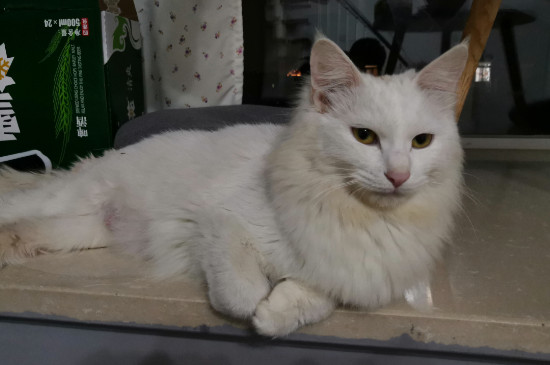 如何防止猫砂带出来