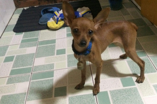 小鹿犬拉肚子怎么办