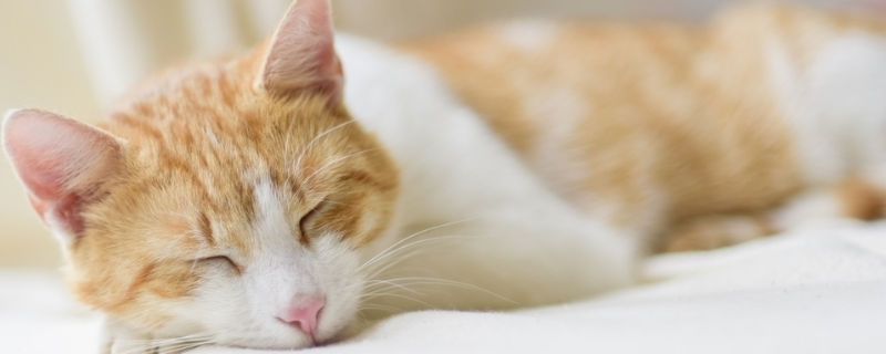 猫咪喘气急促张嘴吐舌