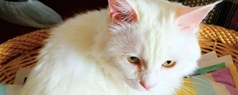 龙猫和猫能一起养吗