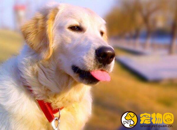 金毛犬的训练方法，金毛很聪明训练起来很快