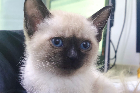 猫尾巴快速颤抖