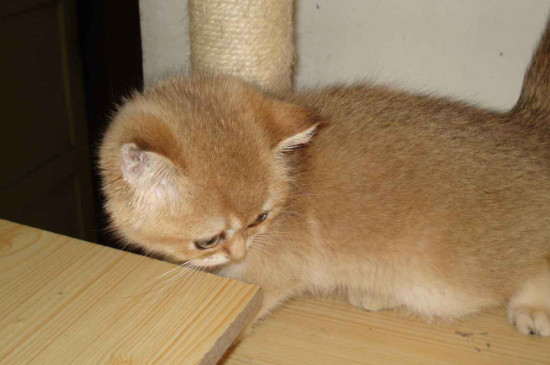 猫喜欢室友多过主人怎么办