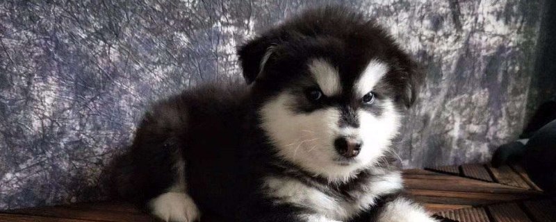 幼犬益生菌一次吃多少