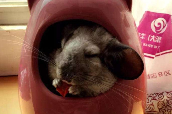龙猫可以和什么一起养