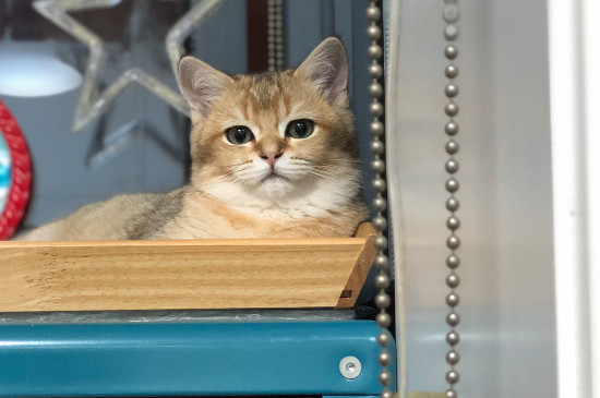 幼猫感染猫鼻支怎么办