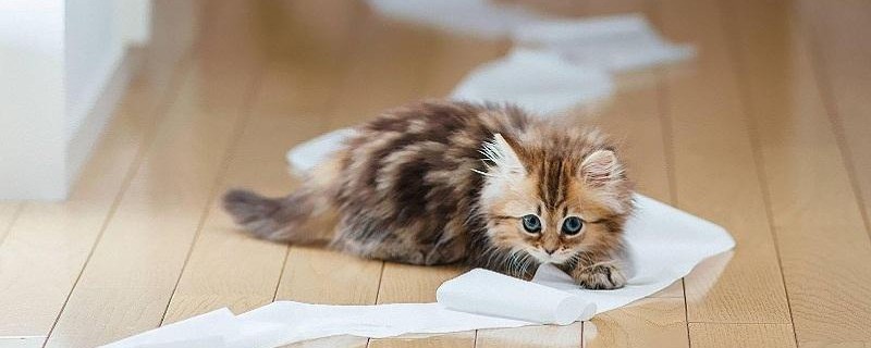 小猫软便和拉稀的区别