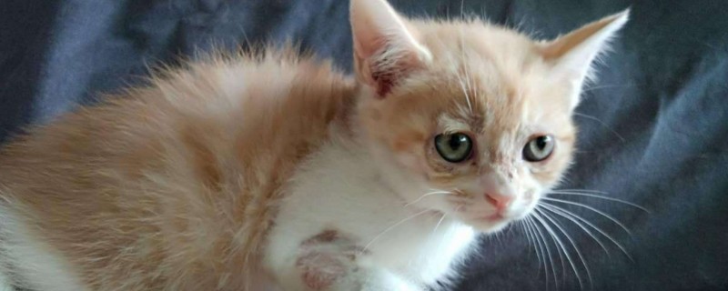 猫什么时候吃化毛膏