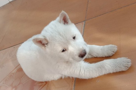 中华田园犬冬天怕冷吗