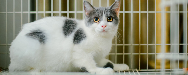 猫打喷嚏喷到人怎么办