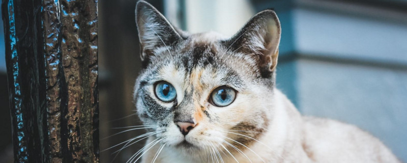 猫咪鼻子发出喷气声