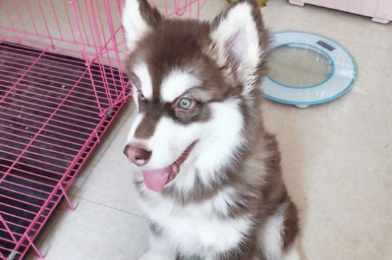 家养大型犬养什么合适