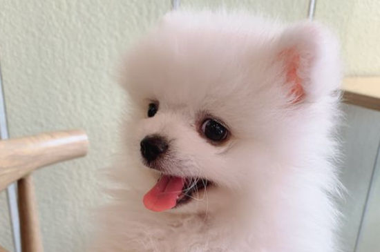 身子很短的狗