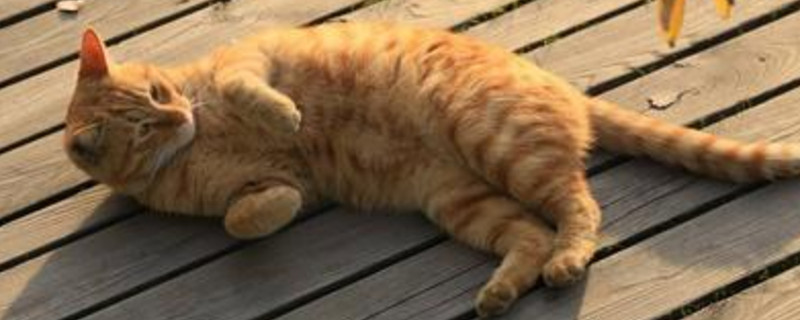 小猫吃太多肚子鼓鼓的