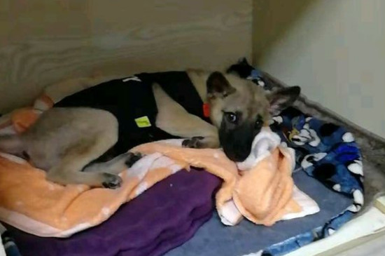 个人狗粮制作过程，自制犬粮配方及教程