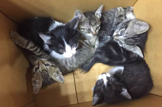 小猫什么时候离开母猫