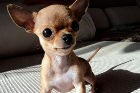 吉娃娃几个月算成犬
