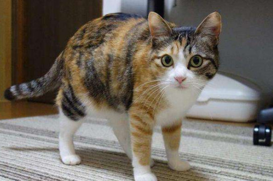家猫要打疫苗吗