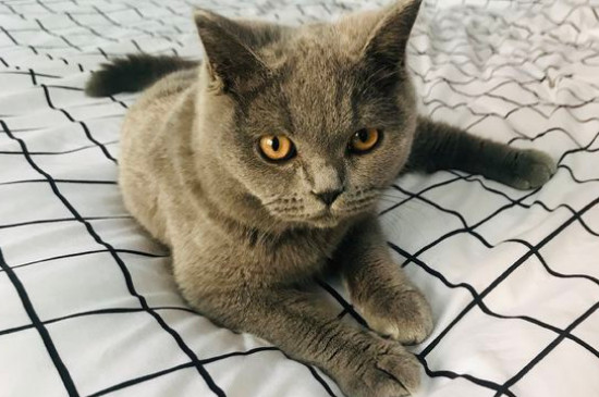 猫癣掉皮屑是快好了吗