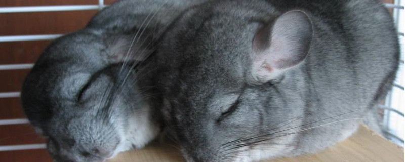 龙猫养一只还是一对