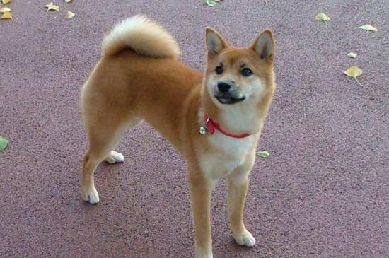 柴犬舌头黑紫色正常吗