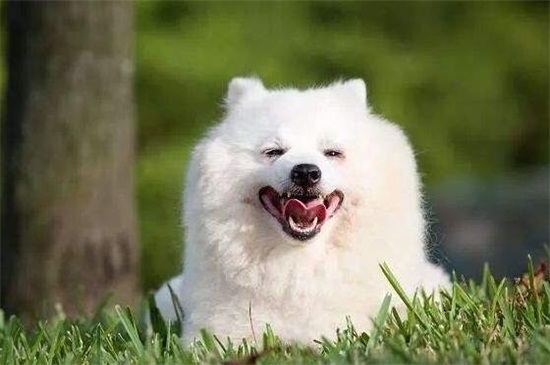 狗能吃哈密瓜吗
