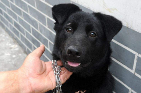 土狗可以当宠物狗养吗