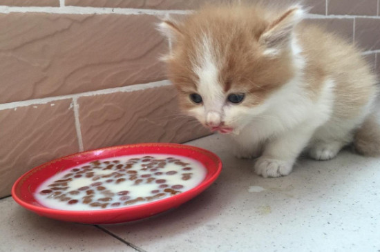刚断奶的小猫怎么养