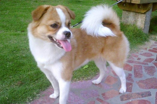 养什么狗开销小，5种适合家养省钱又省心的犬种