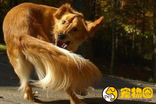 如何训练狗狗转圈