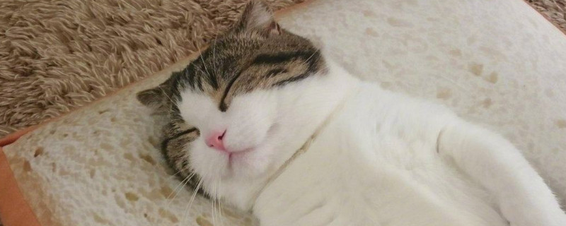 猫可以吃面包吗