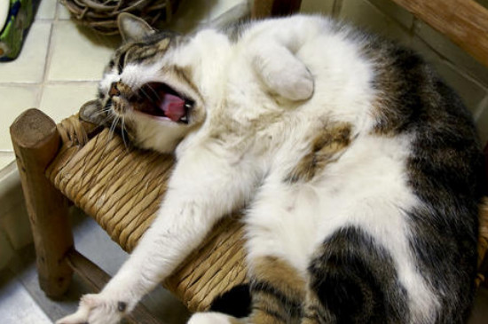 野猫能养吗