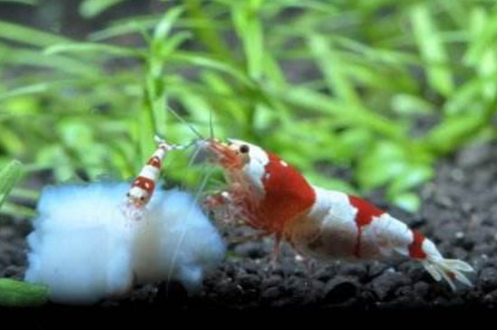水晶虾一年繁殖几次