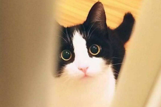 黑白猫是土猫吗