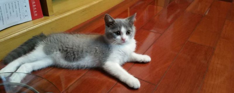 猫打完疫苗后呕吐