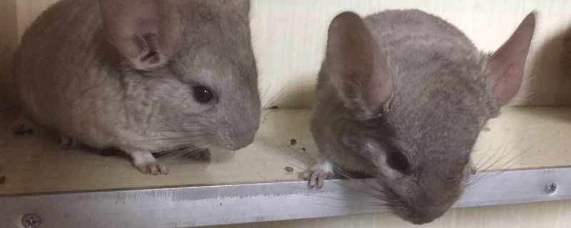 龙猫生完宝宝注意事项