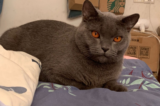 猫鼻支幼猫能扛过去吗