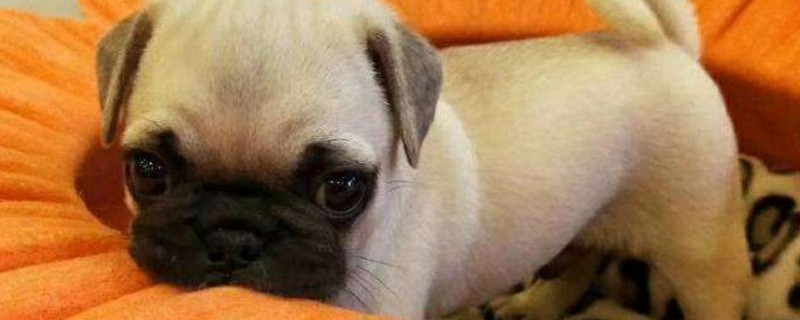 幼犬什么时候打疫苗