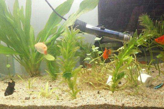新鱼池怎样处理才能养鱼