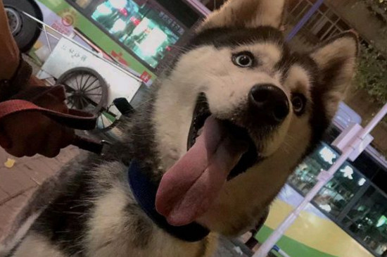 狗吃葡萄一天后没症状