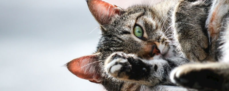 猫吐了像屎一样的褐色