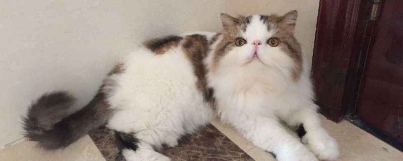 加菲猫拉稀怎么办