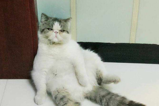 买七八个月的猫坏处