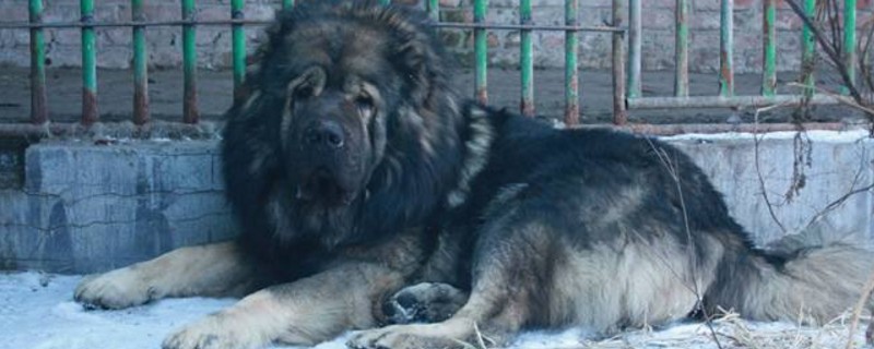高加索犬十个不养理由