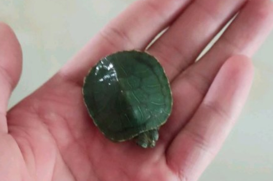 乌龟的智商是人的多少岁