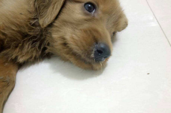 狗狗感冒了会自己好吗，很难自愈还容易引起并发症