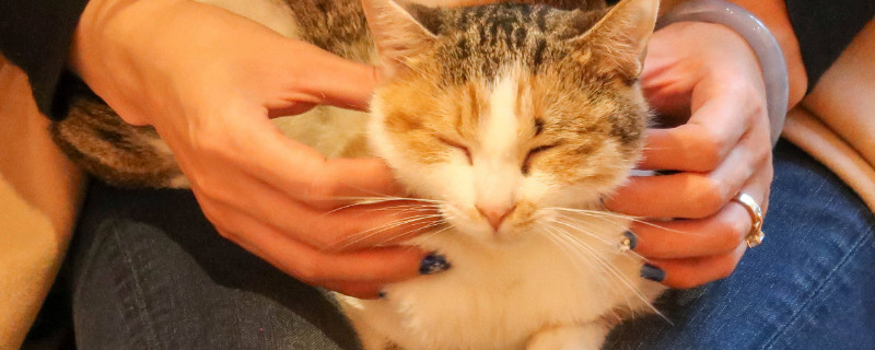 哪些行为证明猫是爱你的，猫咪爱主人的表现有哪些
