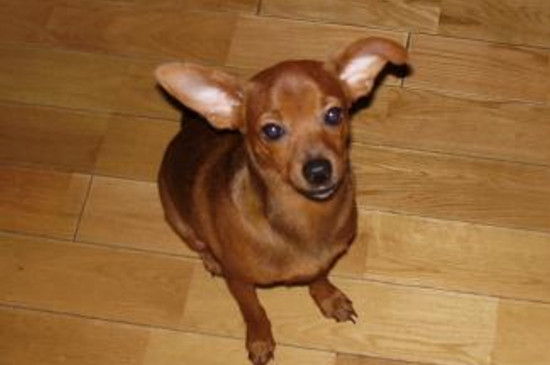 小鹿犬为什么养不活