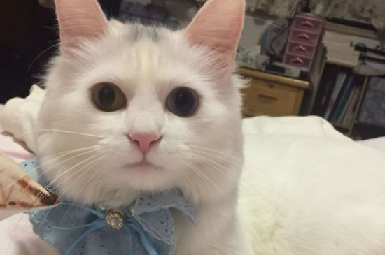 猫脊椎受伤的症状，如何看出猫脊椎受伤